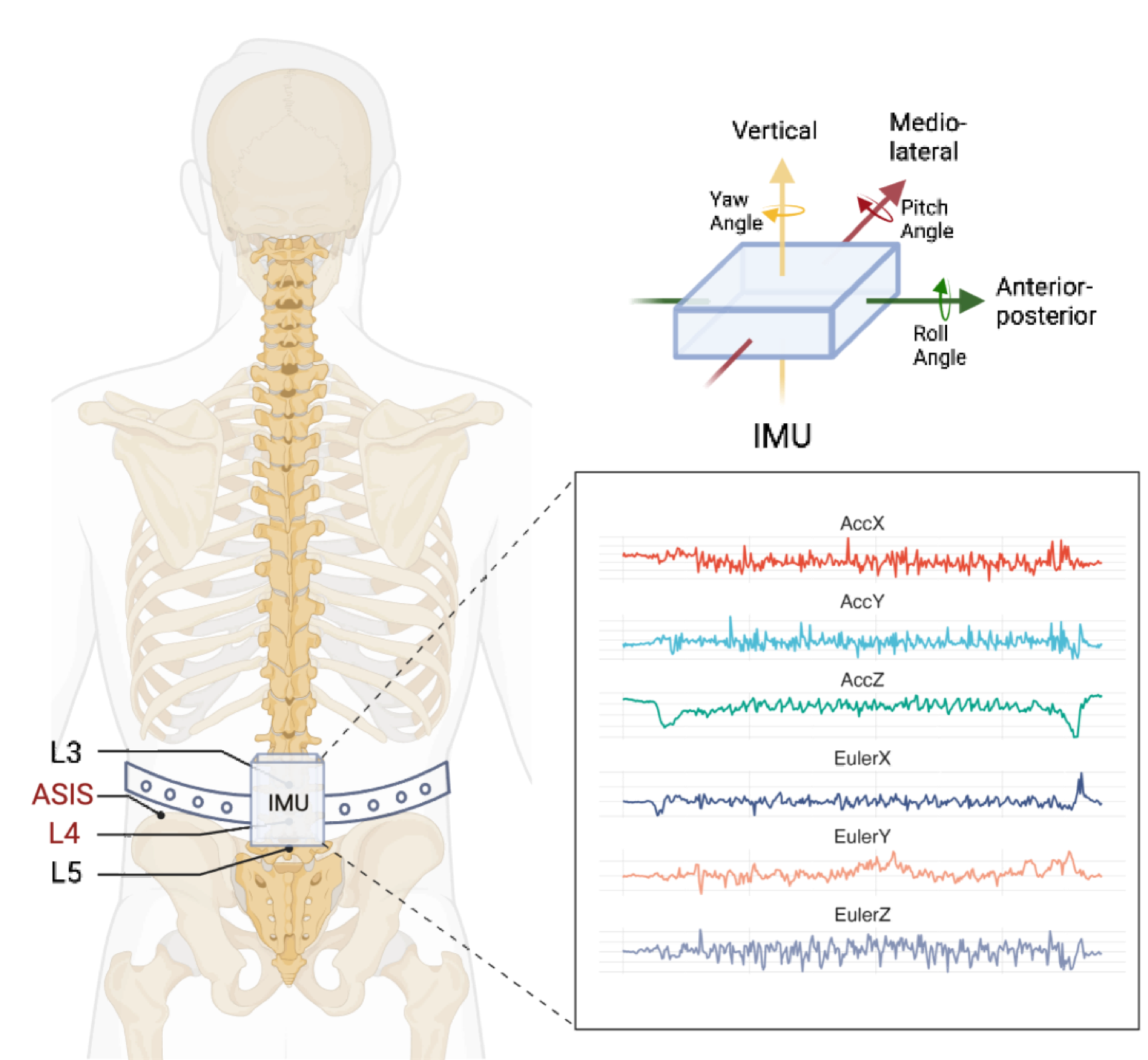 IMU Sensor placement and signals